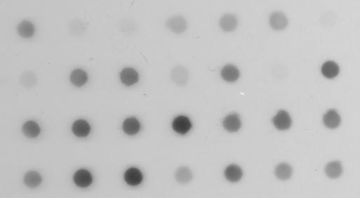 [Dot Blot]