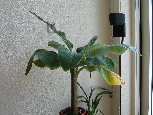 Banana_Left