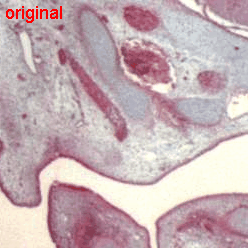 RGB Example